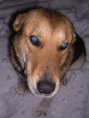 Blue eye in dog's photo
