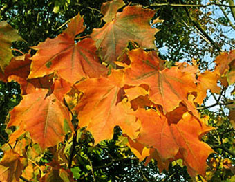 Листья бледные