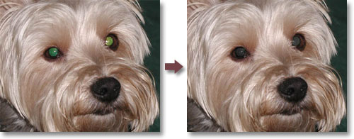 Pet Eye Pilot - pet eye color correction