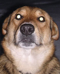 yellow eye in dog