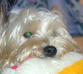green eye in dog